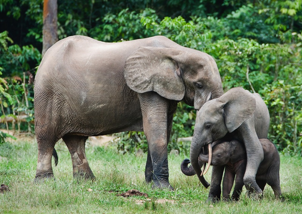 African Forest Elephants in the Congo Basin, by Sergey Uryadnikov