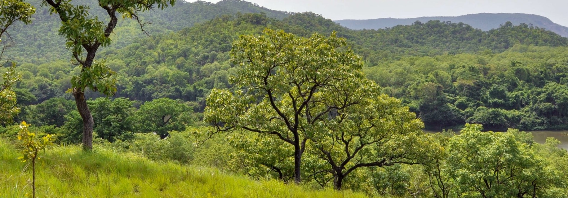 Ghana Rainforest