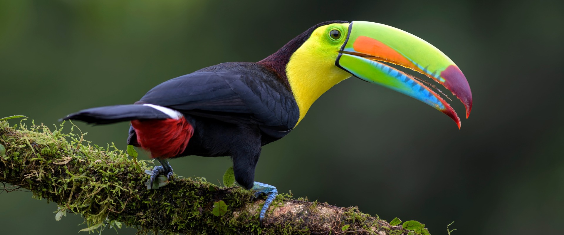 The Keel-billed Toucan
