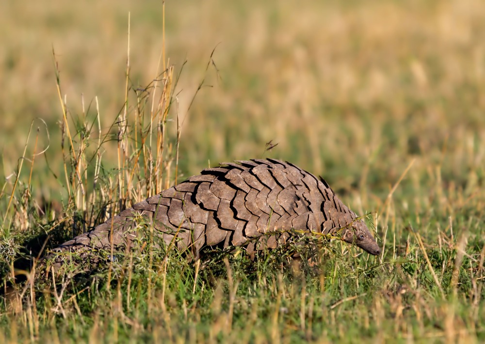 The Endangered Giant Pangolin, by Maggy Meyer