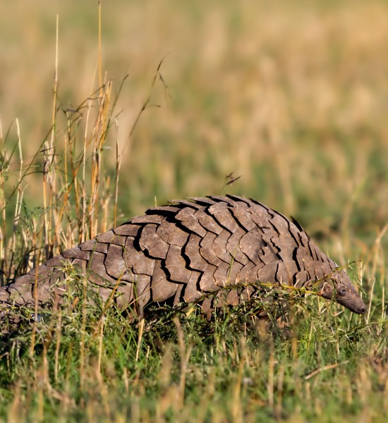 The Endangered Giant Pangolin, by Maggy Meyer