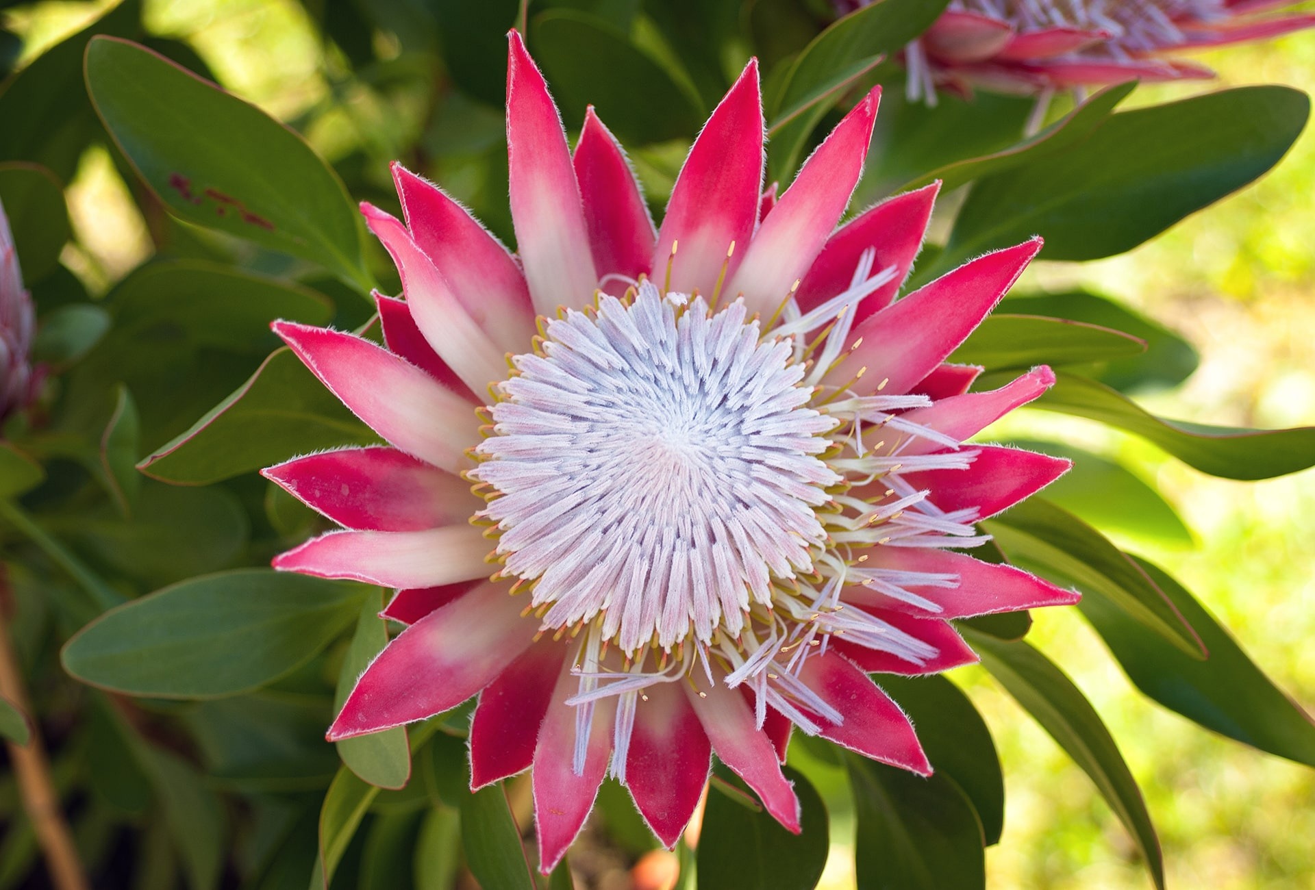 King protea (Protea cynaroides), by Orlando Tomassini