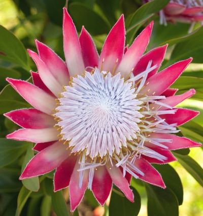 King protea (Protea cynaroides), by Orlando Tomassini