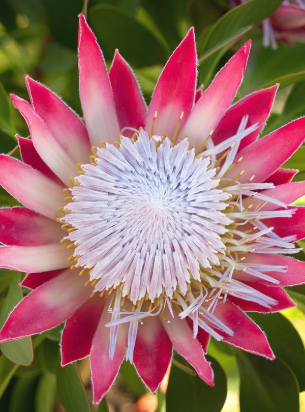 King protea (Protea cynaroides), by Orlando Tomassini