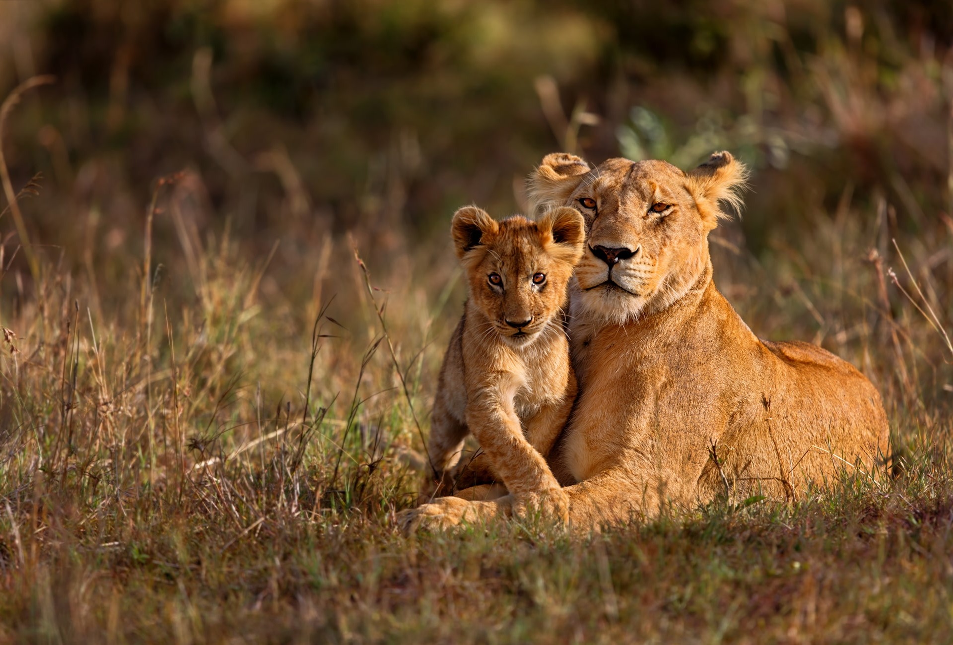 Lion mother with cub, by Maggy Meyer