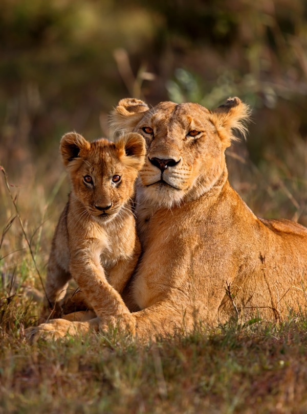 Lion mother with cub, by Maggy Meyer
