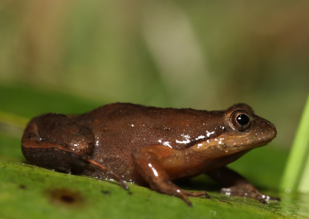 Micro Frog or Cape Flats Frog (Microbatrachella capensis), by Oliver Angus