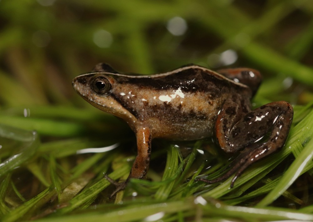 Micro Frog or Cape Flats Frog, by Oliver Angus