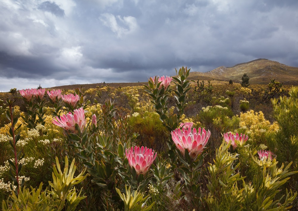 Pink Protea flowers on the Southern Cape of South Africa, by Andrew Hagen