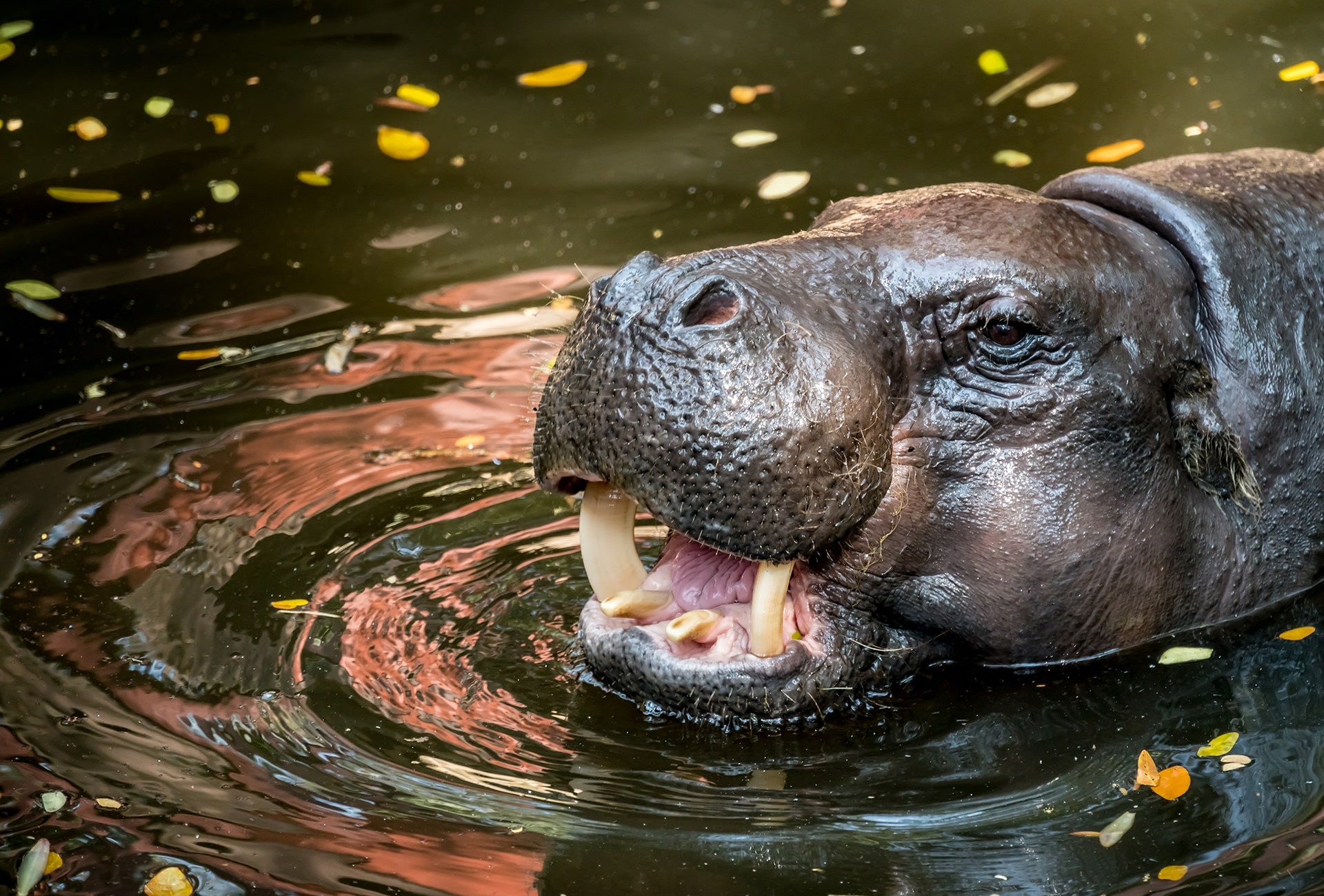 The Pygmy Hippo, by SantaGig