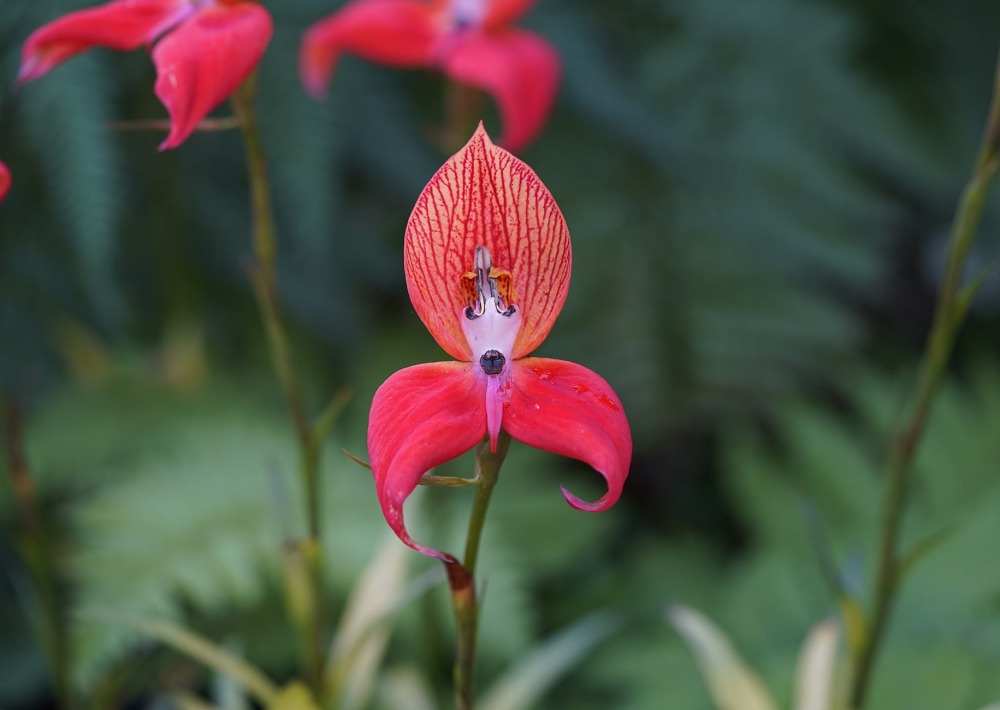 Red Disa (Disa uniflora) of South Africa, by guentermanaus