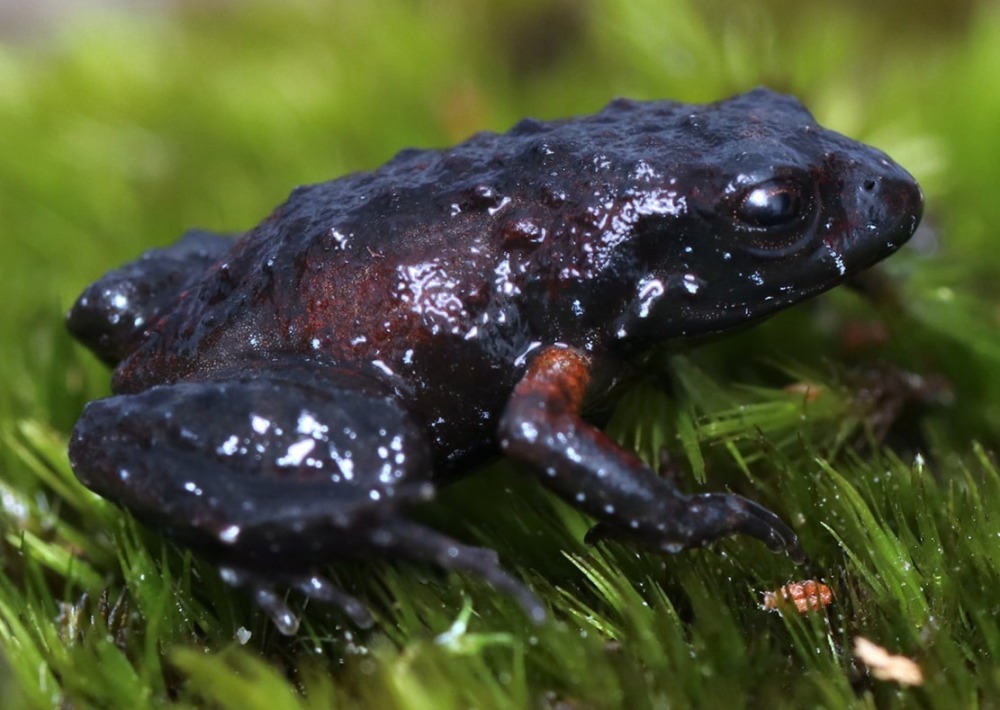 Rough Moss Frog (Arthroleptella rugosa), by Oliver Angus/Wikimedia Commons