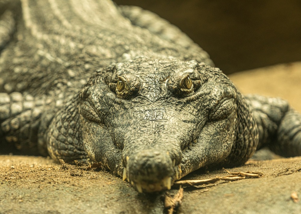 The Slender-snouted Crocodile of Central and West Africa, by Brittany O.