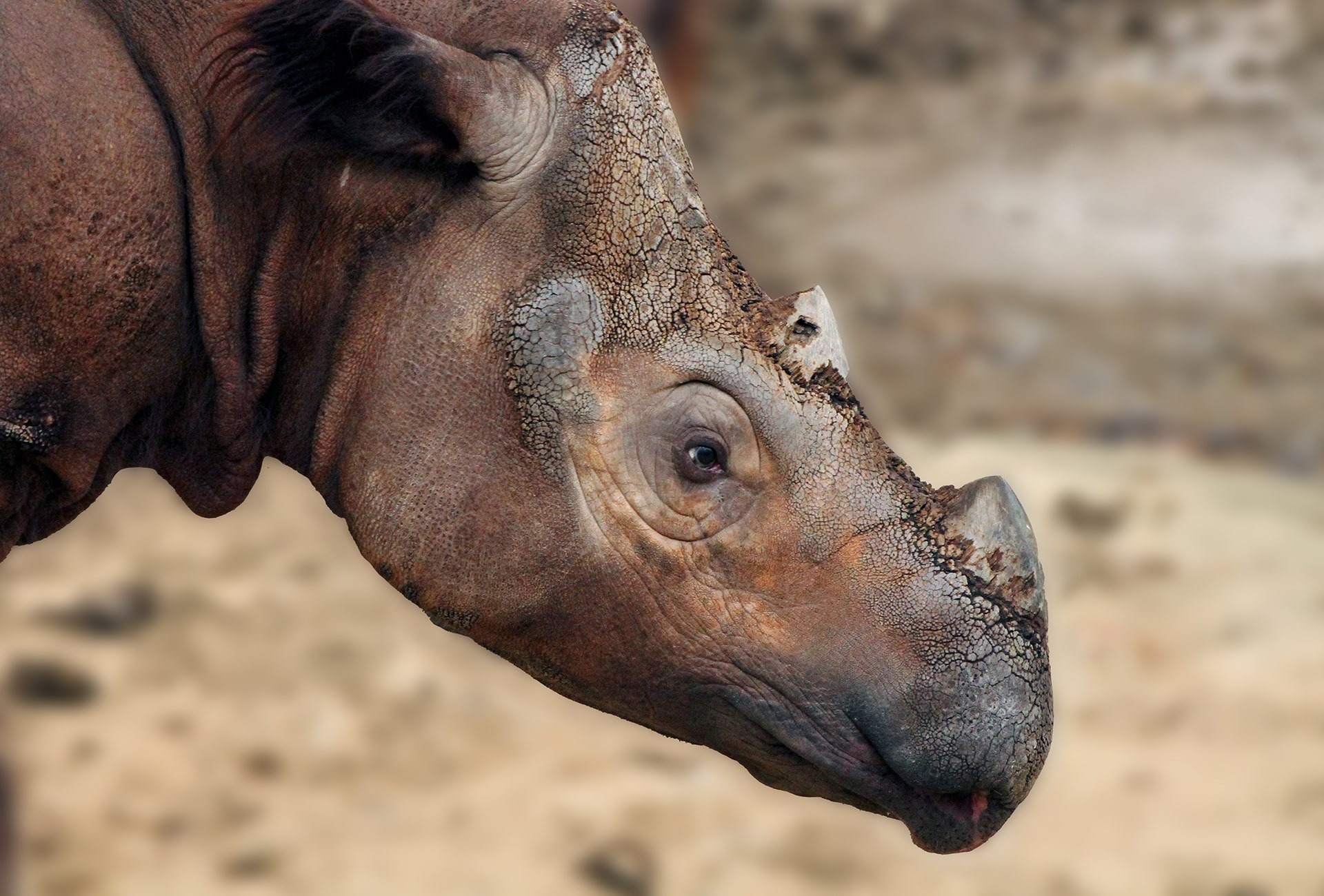 The Sumatran Rhino, by Caitlin Lamb