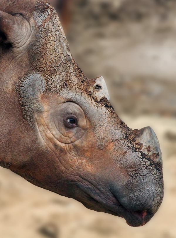The Sumatran Rhino, by Caitlin Lamb