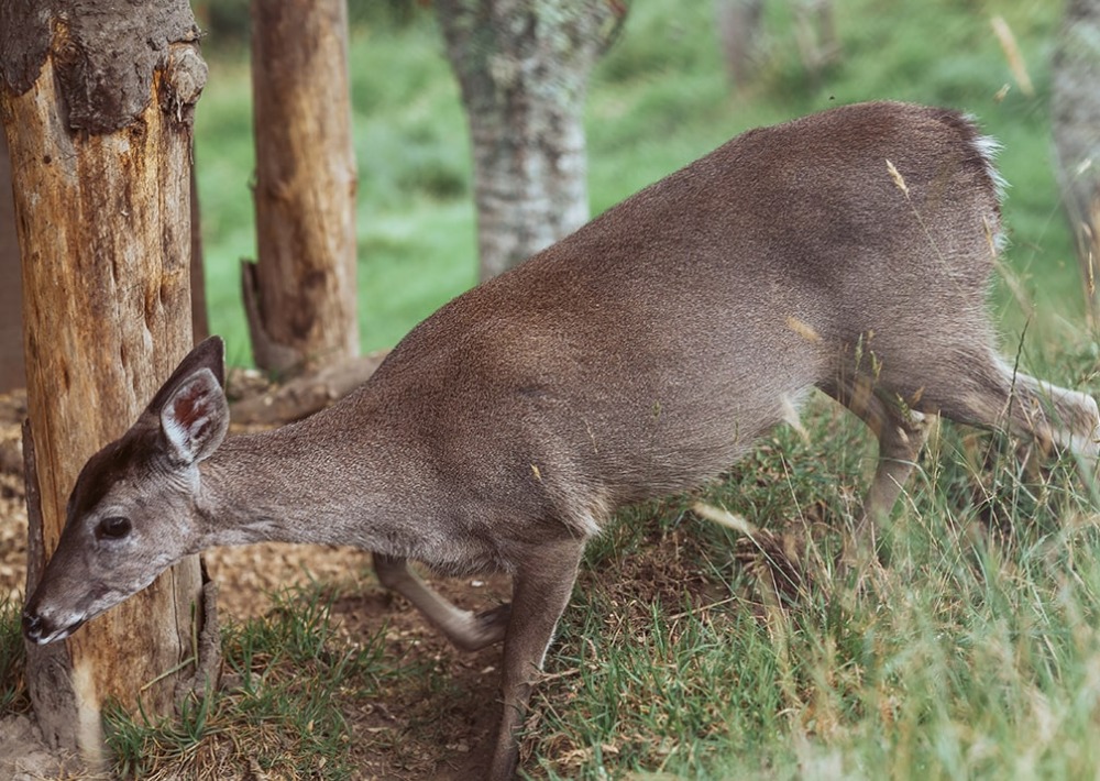 Taruca or Andean Deer, by Milton Rodriguez