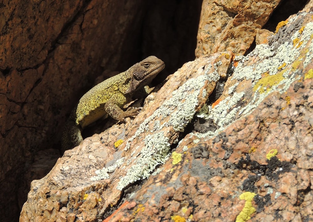 The Thorntail Mountain Lizard, courtesy Natura International Argentina