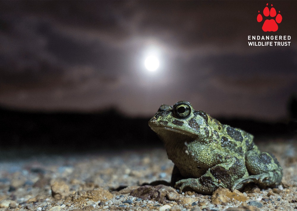 Western Leopard Toad, courtesy EWT