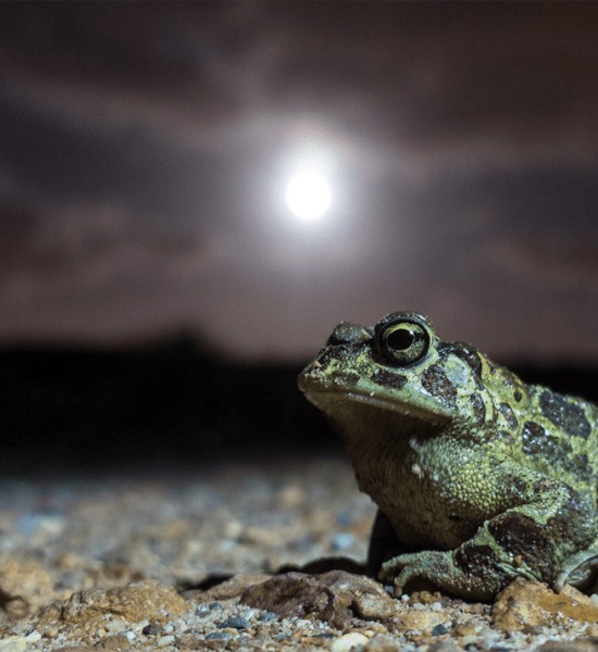 Western Leopard Toad, courtesy EWT