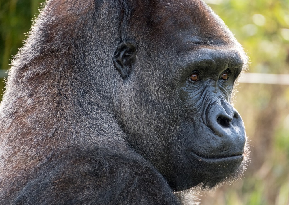 Western Lowland Gorilla, by Lois GoBe