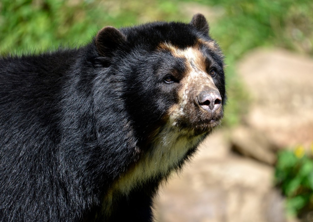 The Andean or Spectacled Bear, by Christian Musat