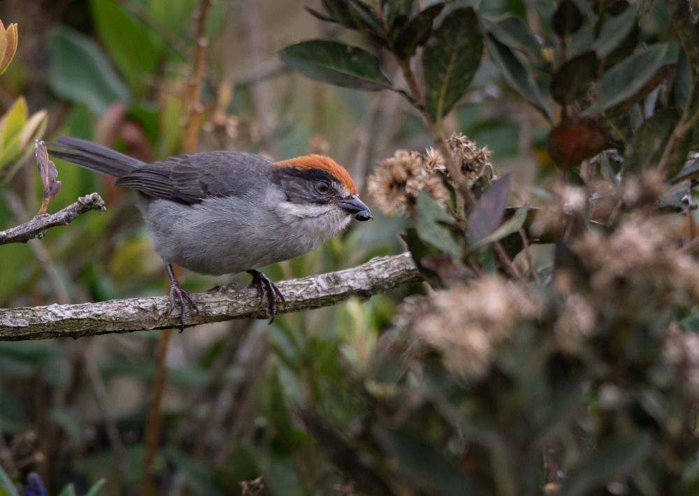Antioquia Brush-finch perched on tree limb