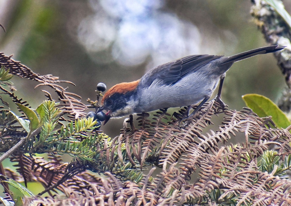 Antioquia Brush-finch eating a berry