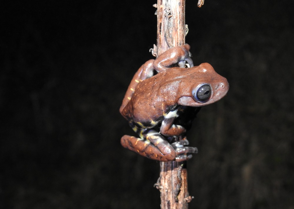 Chocolate Frog on a twig