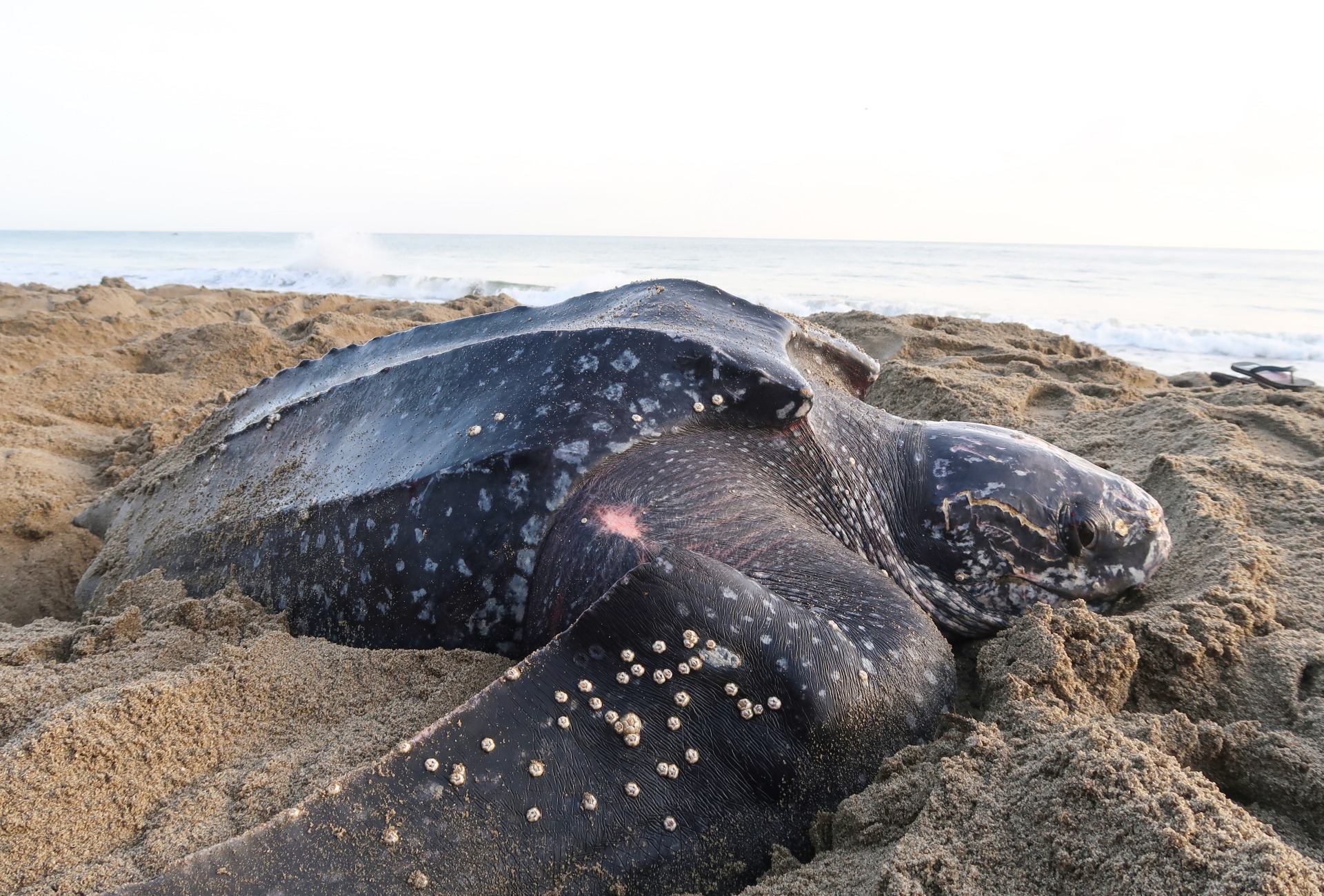 Leatherback Sea Turtle Full Body on Beach.
