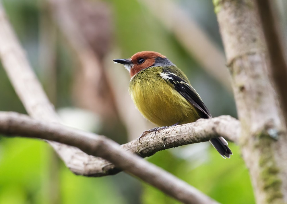 Lulu's Tody-flycatcher, by Nick Athanas