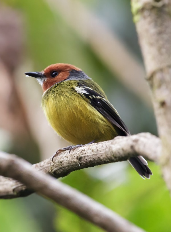 Lulu's Tody-flycatcher, by Nick Athanas