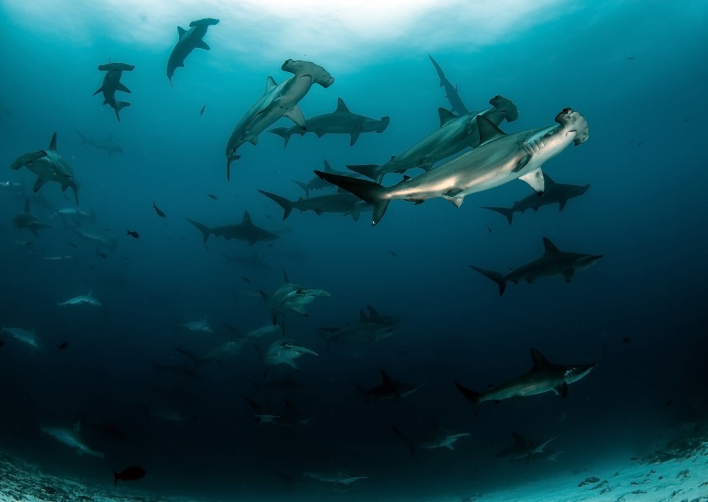 Scalloped Hammerhead Sharks, courtesy of Tomas Kotouc