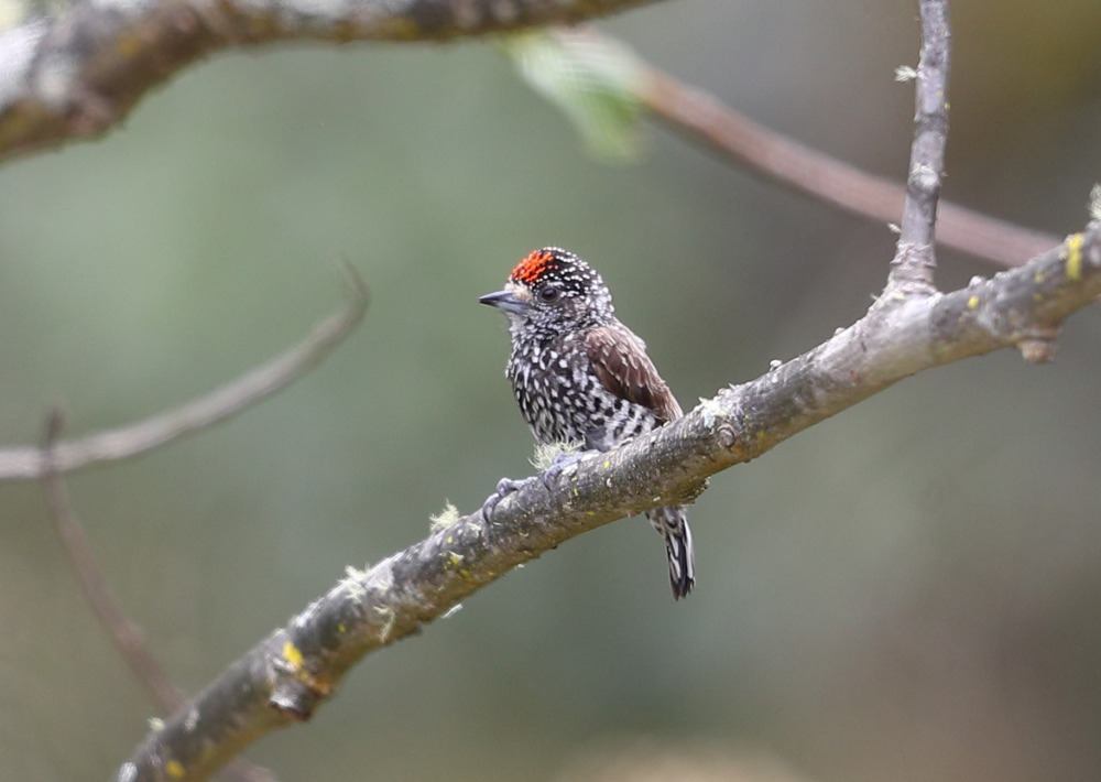 Speckle-chested Piculet, by Jon Irvine