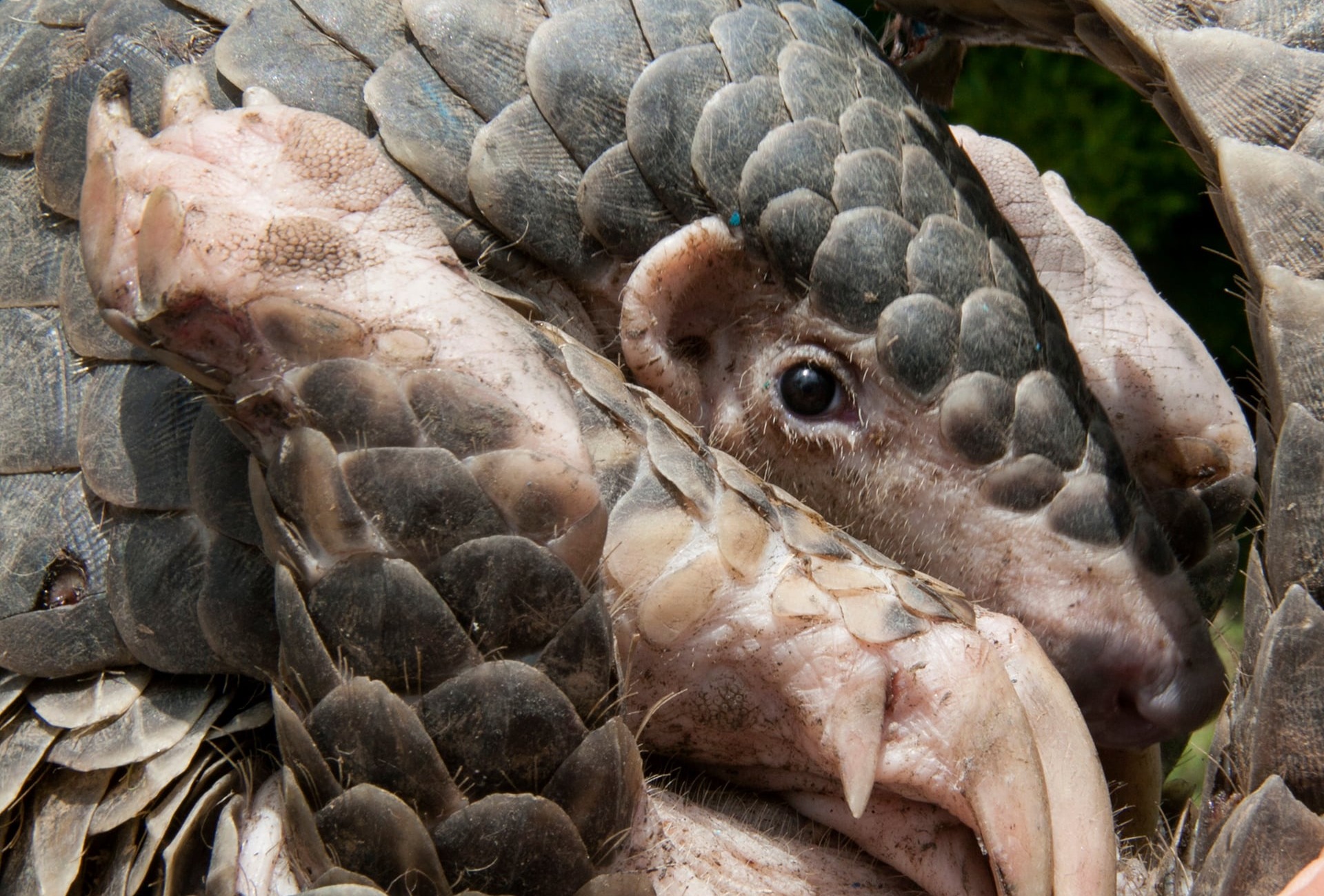 Young Chinese Pangolin, by Prafulrao