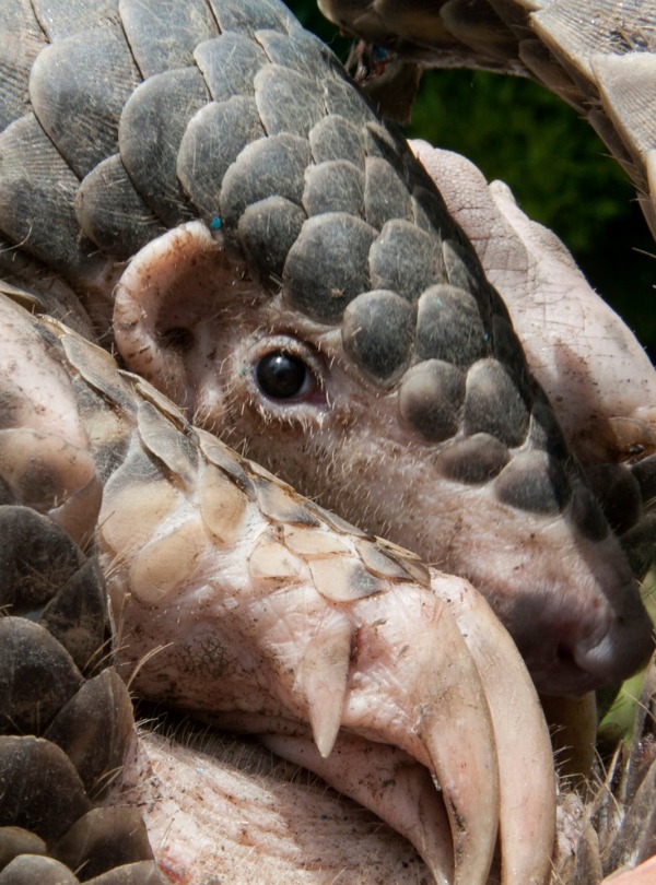 Young Chinese Pangolin, by Prafulrao