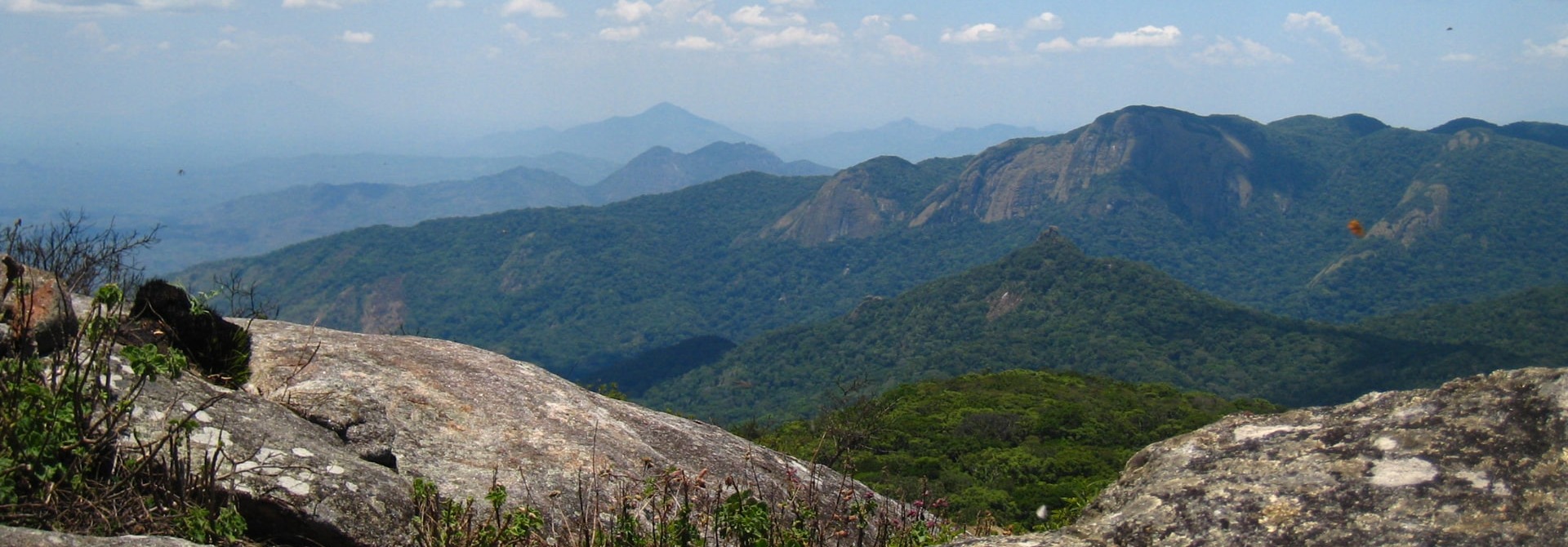 The Butterfly Forest of Mount Mabu in Mozambique, by Julian Bayliss