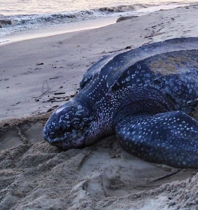 Leatherback Turtle, courtesy of Cocomasur Community Association