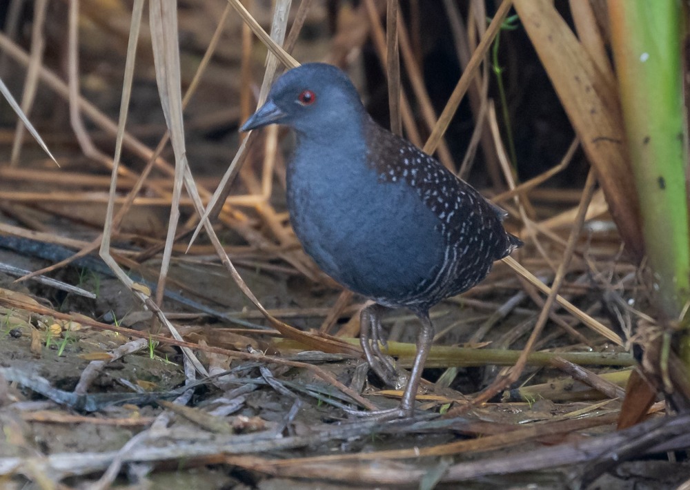 The Black Rail, by Hector Bottai/CC Wikipedia