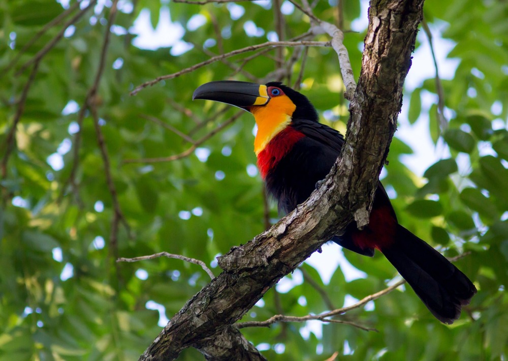 The Ariel Toucan, by Maarten Aeehandelaar