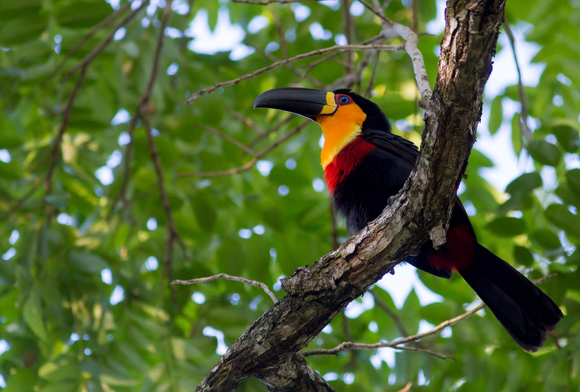 The Ariel Toucan, by Maarten Aeehandelaar