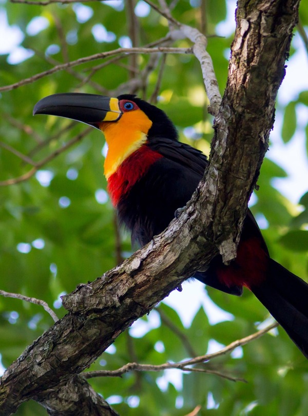 The Ariel Toucan, by Maarten Aeehandelaar