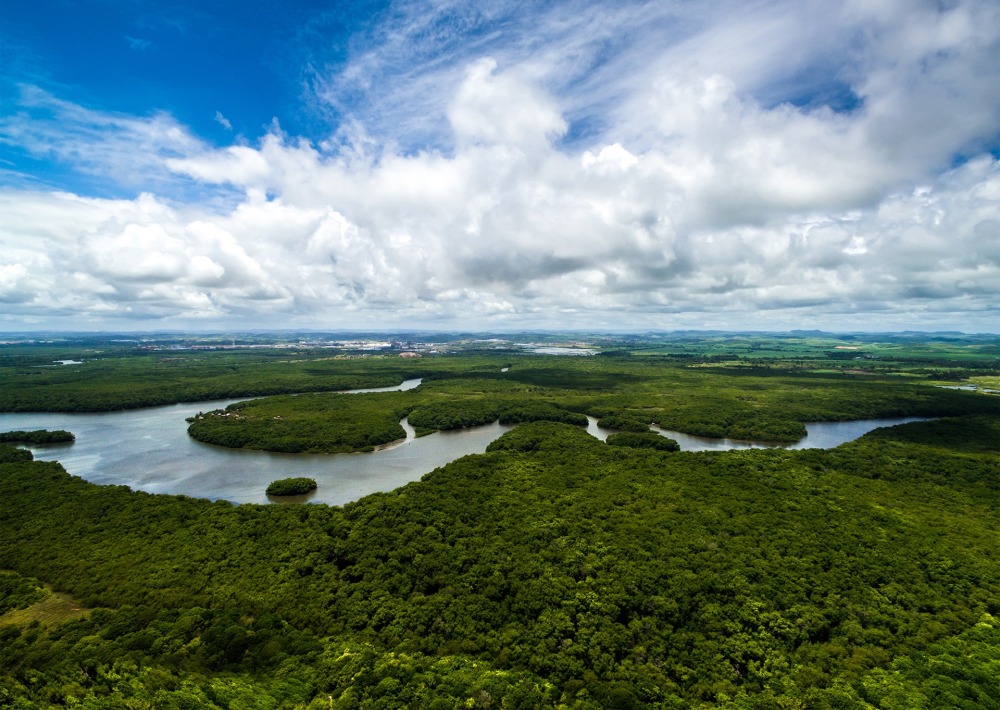 The Brazilian Rainforest, by Gustavo Frazao