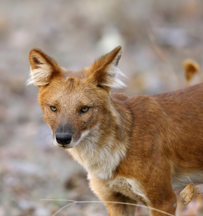 The Endangered Dhole, or Asiatic Wild Dog, by Dr. Ajay Kumar Singh