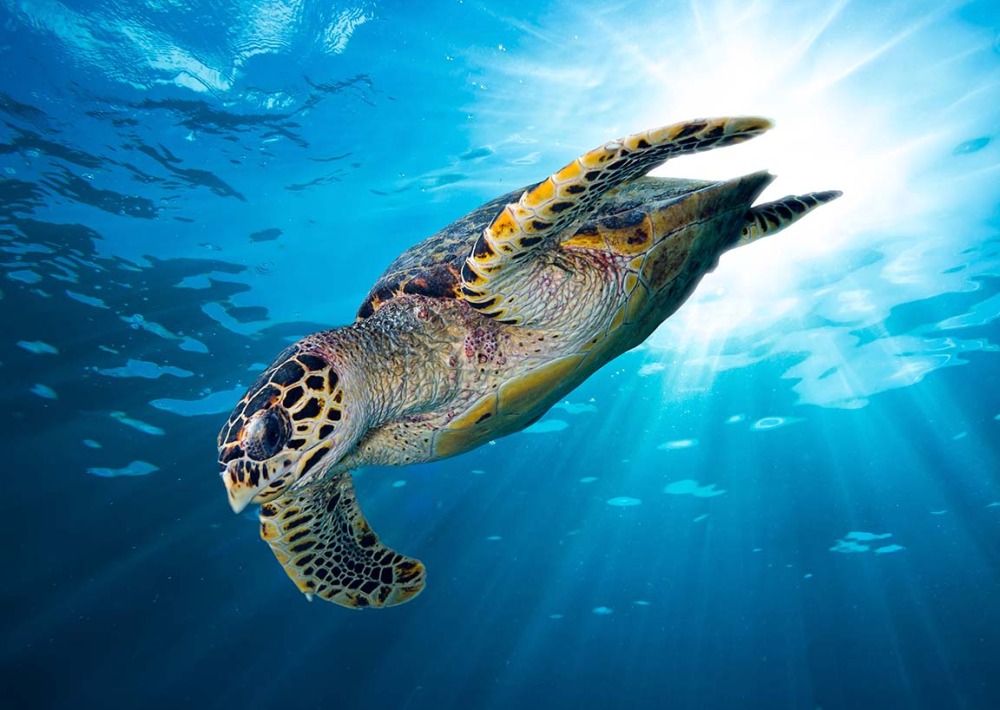 The Critically Endangered Hawksbill Sea Turtle