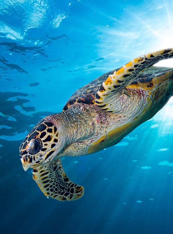 The Critically Endangered Hawksbill Sea Turtle