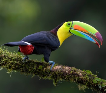 The Keel-billed Toucan