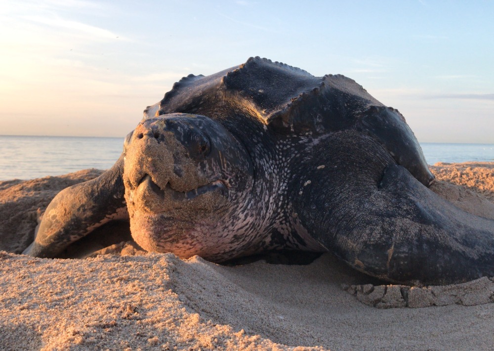 Leatherback Turtle, by Catalinaug