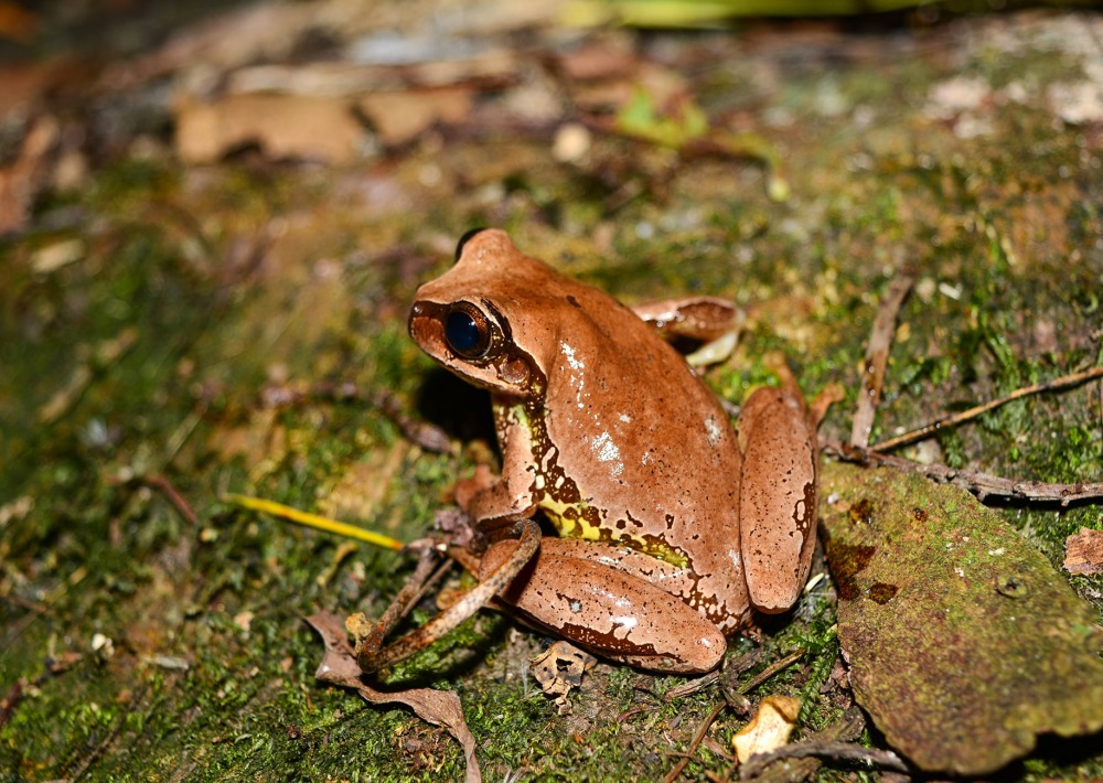 The Endangered Mourning Treefrog