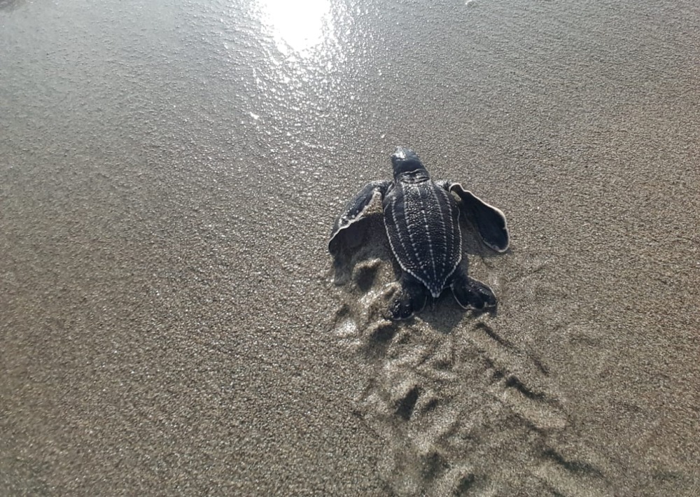 A baby Leatherback Turtle makes its way to the ocean within the Acandí project site, courtesy of WWF-Colombia