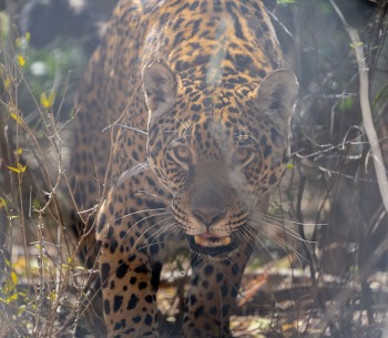 A Jaguar in El Impenetrable National Park, by Matias Rebak